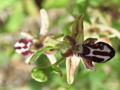 Ophrys cretica