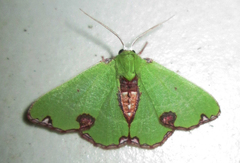 Centrochria deprensa