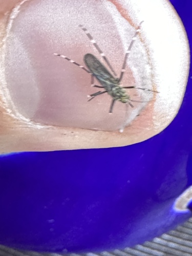Western Treehole Mosquito photo 3
