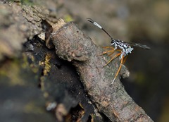 Agonocryptus discoidaloides