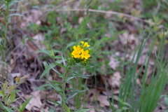 Lithospermum caroliniense