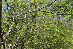 Geothlypis trichas trichas