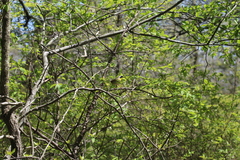 Geothlypis trichas trichas