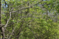 Geothlypis trichas trichas