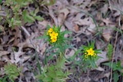Lithospermum caroliniense