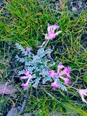 Astragalus utahensis