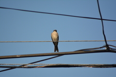 Tyrannus dominicensis