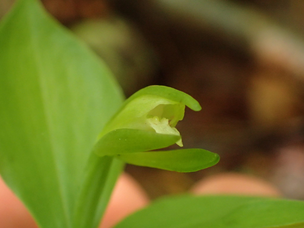 Isotria medeoloides
