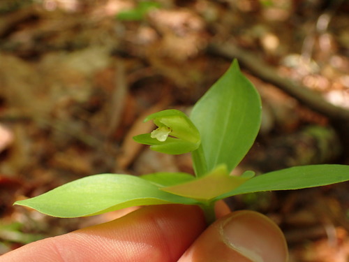Image of Isotria medeoloides by (c) Evan M. Raskin, some rights reserved (CC BY)