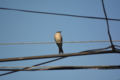 Tyrannus dominicensis