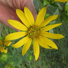Silphium radula