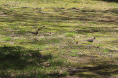 Zenaida macroura carolinensis