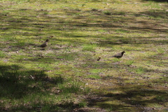 Zenaida macroura carolinensis