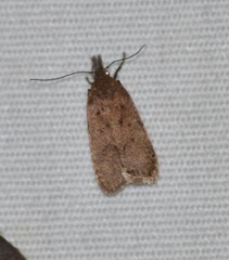 Anacampsis rhoifructella