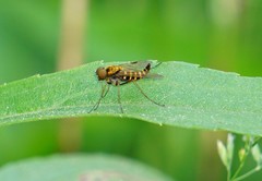 Chrysopilus fasciatus