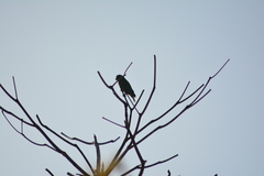 Amazona ventralis