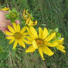 Silphium radula