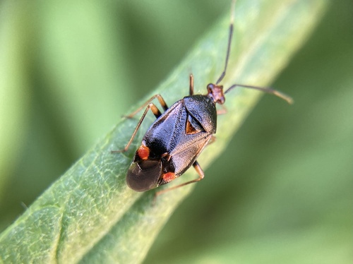 Red-spotted Plant Bug photo 3