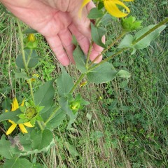 Silphium radula