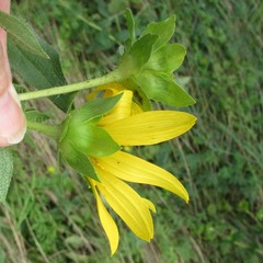 Silphium radula