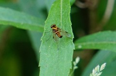 Chrysopilus fasciatus
