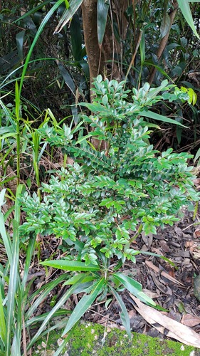 Diospyros vaccinioides