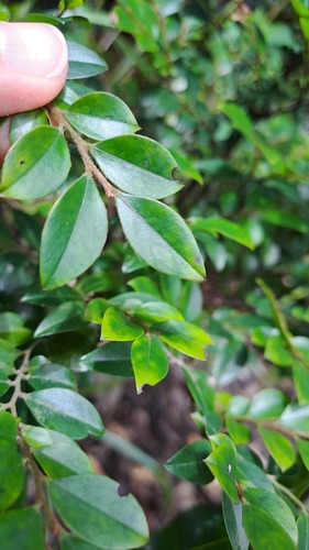 Diospyros vaccinioides