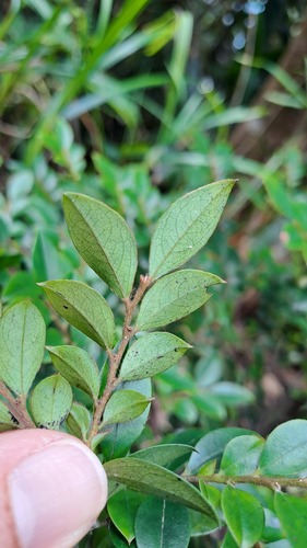 Diospyros vaccinioides