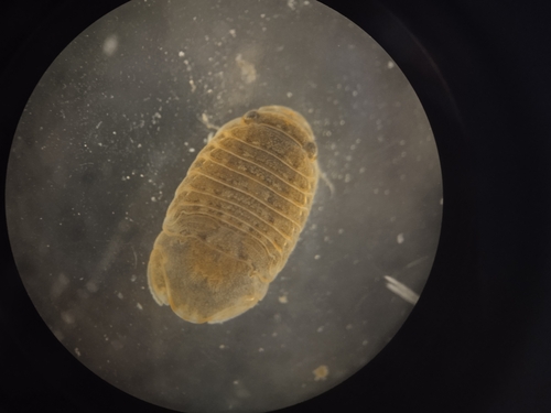 Representative image of Lekanesphaera levii