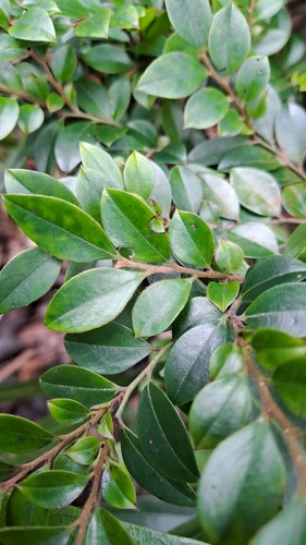 Diospyros vaccinioides