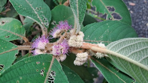 Callicarpa kochiana iNat (1)