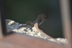 Anolis