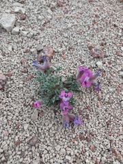 Oxytropis multiceps