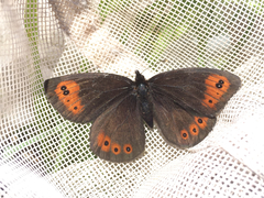 Erebia epipsodea