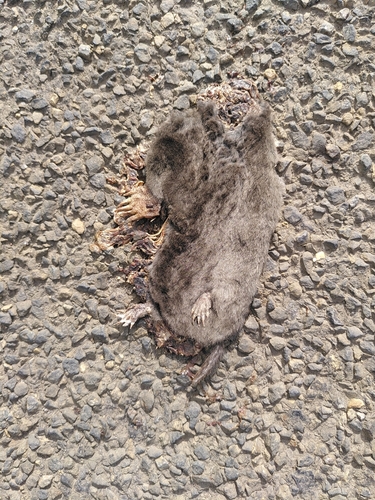 Aquitanian Mole