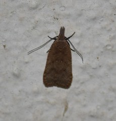 Dichomeris ventrellus