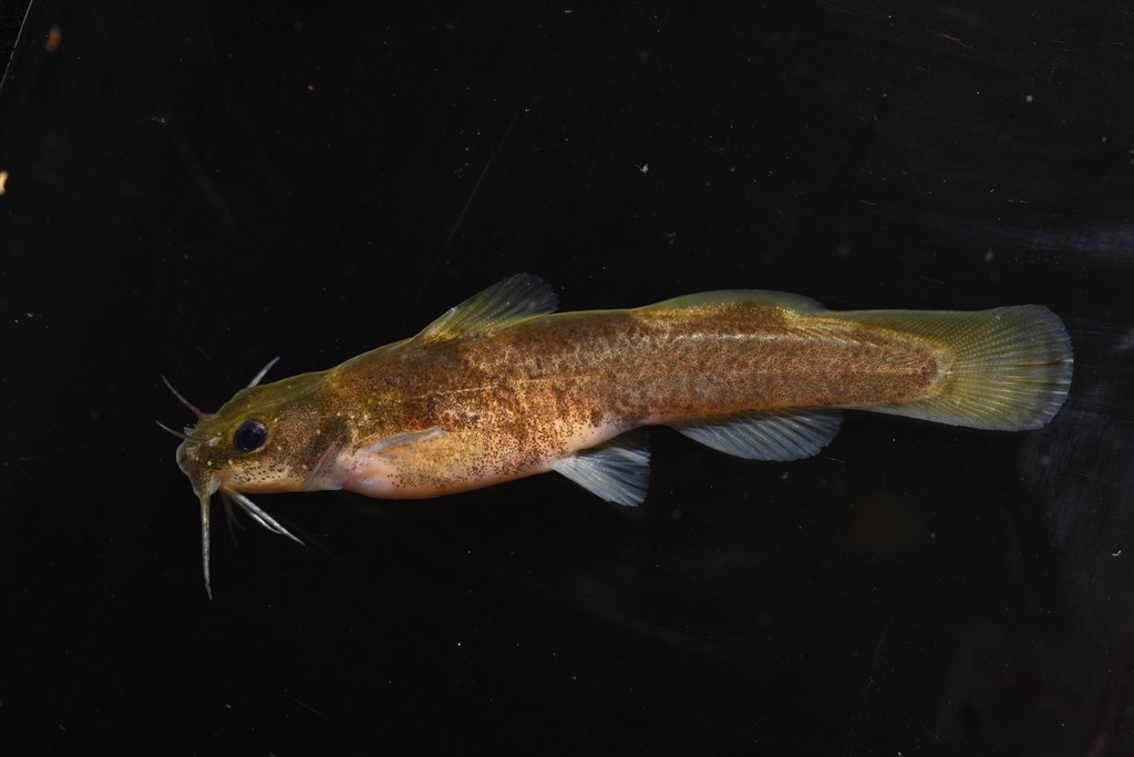 Caddo Madtom