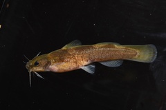 Caddo Madtom photo 1