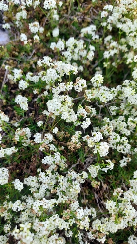 Limestone Bedstraw (Galium sterneri)