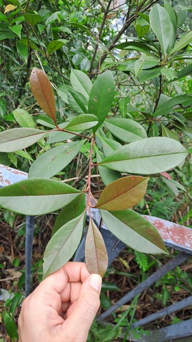 Photinia prunifolia, photograph 6