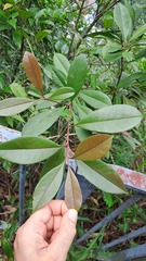 Photinia prunifolia, photograph CYL, CC BY, iNaturalist via GBIF