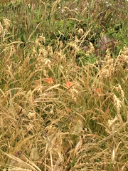 Castilleja affinis