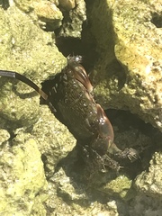 Pachygrapsus