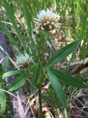Trifolium longipes