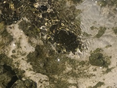 Pachygrapsus