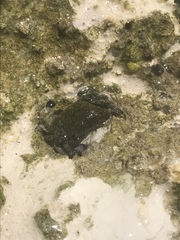 Pachygrapsus