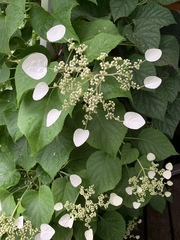Hydrangea hydrangeoides