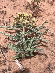 Asclepias macrosperma