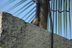Passer domesticus