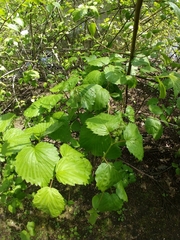 Viburnum rafinesqueanum